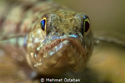 Lizard fish- Anilao / Philippines by Mehmet Öztabak 